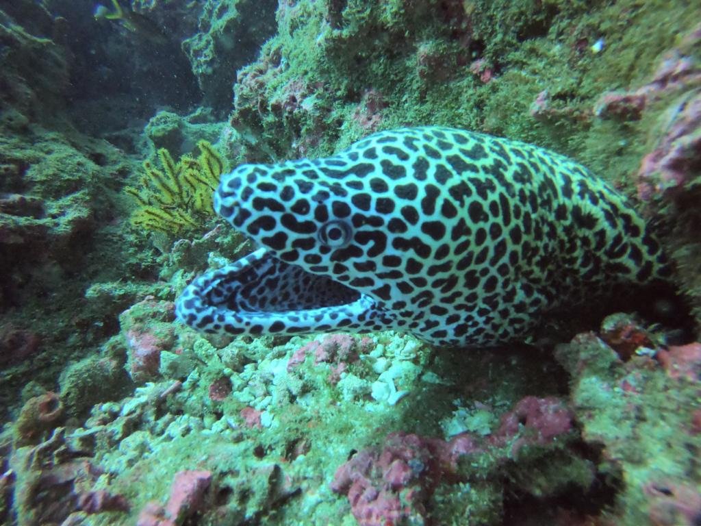 Police Run dive site